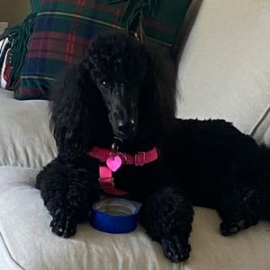 Meet your Posher, Nancy